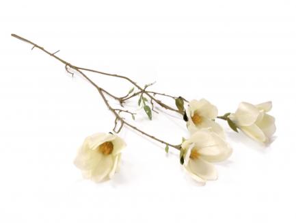 Magnolijos šakelė 