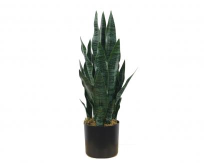 Sansaverija vazone 80cm