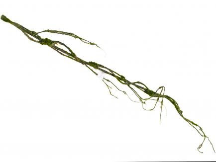 Lianos šaka