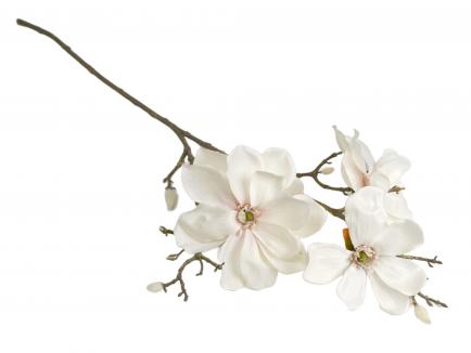 Magnolijos šaka