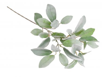 Magnolia foliage - magnolijos šaka