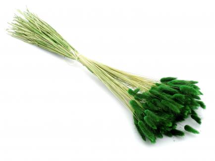 Lagurus žalia(100g.)