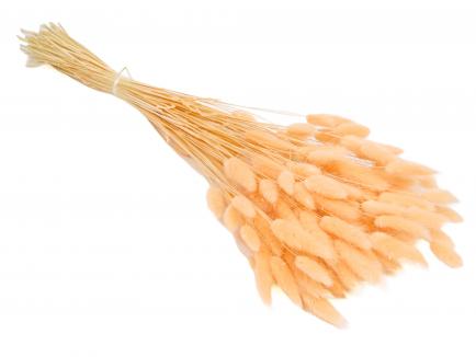 Lagurus salmone (100g.)