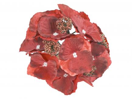 Hortenzijos žiedas