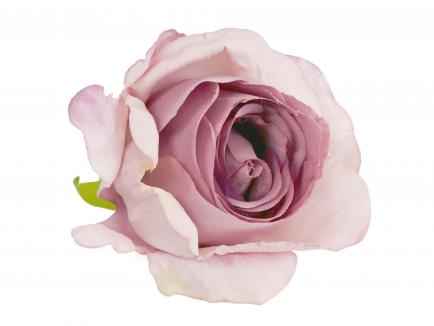 Rose heads