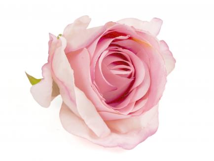Rose heads