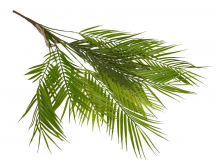 Palmės šaka x10