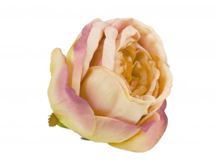 Rose heads