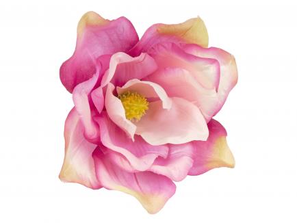 Magnolijos žiedas CR.PK
