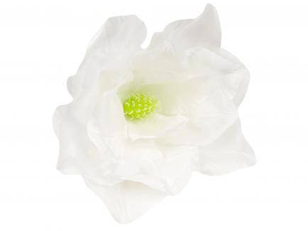 Magnolijos žiedas WH