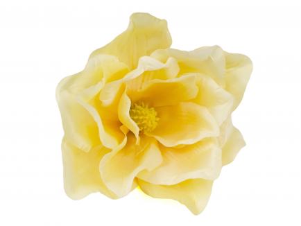Magnolijos žiedas BEG.WH