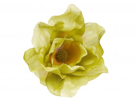 Magnolijos žiedas GR