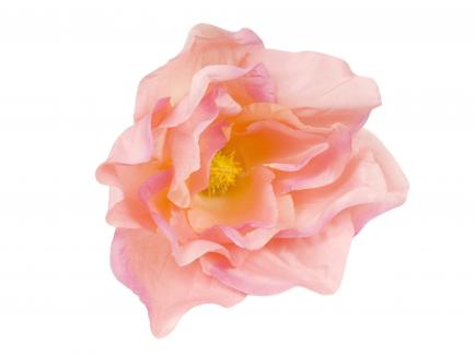 Magnolijos žiedas PK.WH