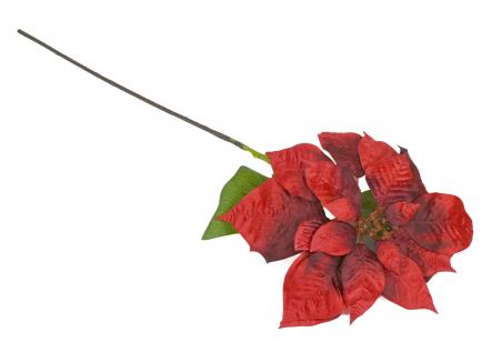 Puansetija VELVET