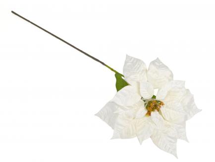 Puansetija VELVET