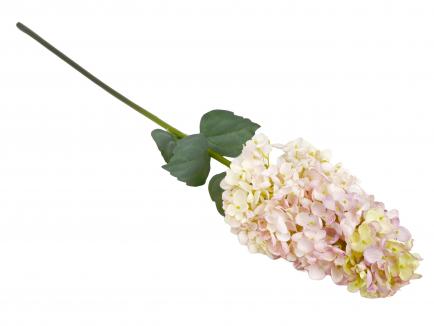 Šluotelinė hortenzija pink