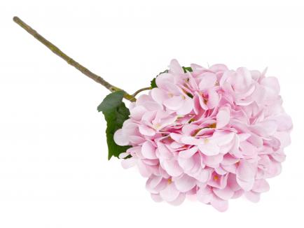 Hortenzija Pink