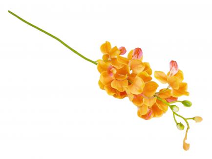 Smulkiažiedė orchidėja