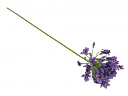 Agapantas