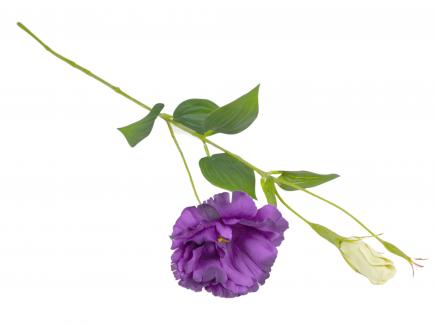 Eustoma