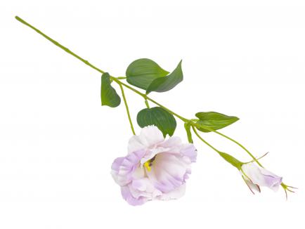 Eustoma