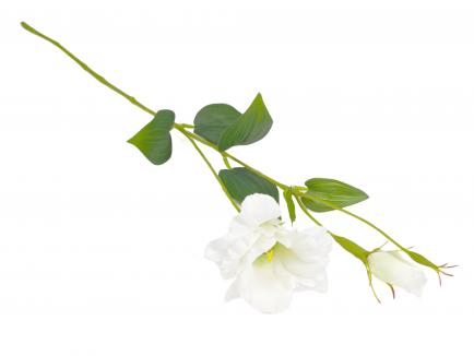 Eustoma