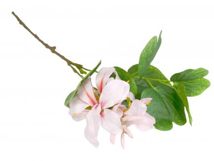 Margasis papūnas