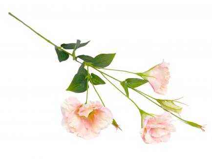 Eustoma
