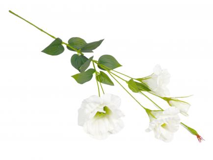 Eustoma