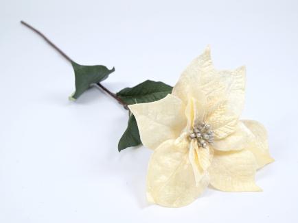 Velvetinė puansetija