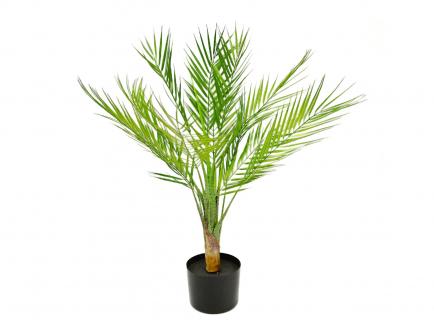 Palmė 50 cm