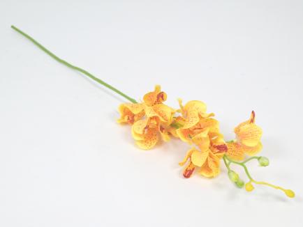 Smulkiažiedė orchidėja