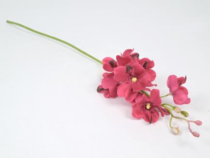 Smulkiažiedė orchidėja
