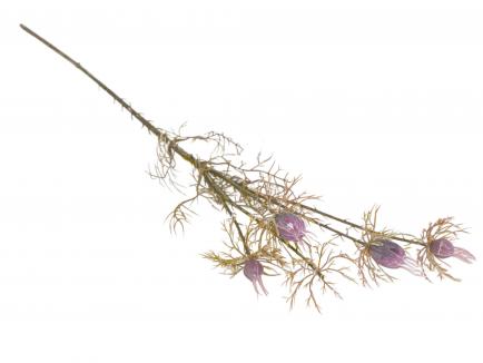 Nigella seed spray
