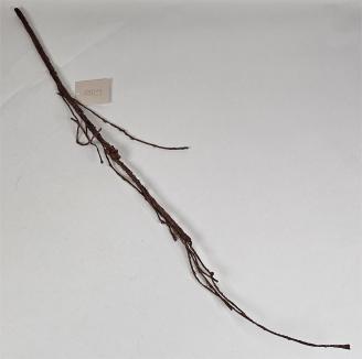 Lianos šaka