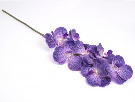 Orchidėja lateksinė