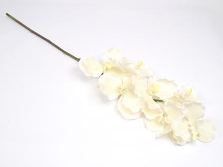 Orchidėja lateksinė