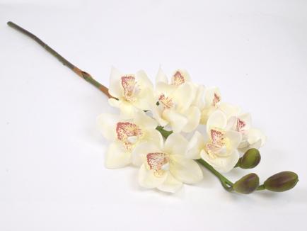Orchidėja lateksinė