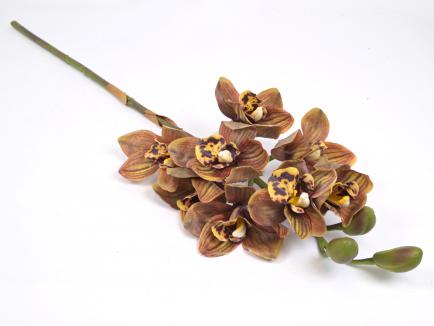 Orchidėja lateksinė