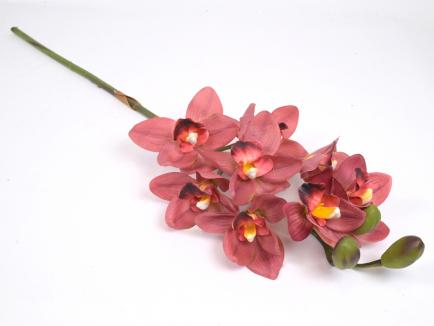Orchidėja lateksinė