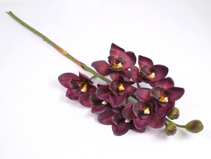 Orchidėja lateksinė