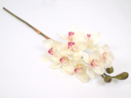 Orchidėja lateksinė