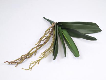 Orchidėjos lapai