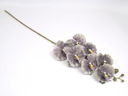 Orchidėjos šaka