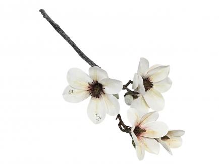 Magnolijos šaka