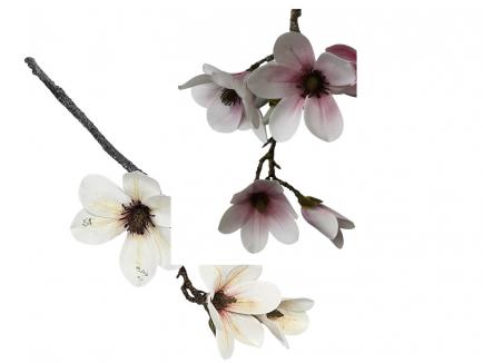 Magnolijos šaka
