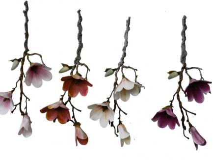 Magnolijos šaka
