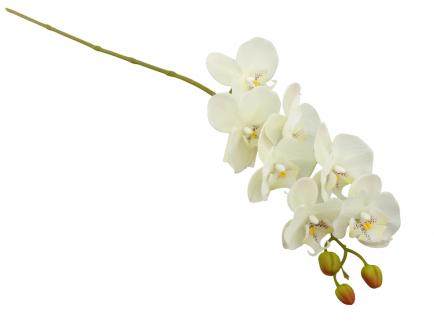 Phalaenopsis Orchid Spray Latex7