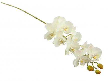 Phalaenopsis Orchid Spray Latex9