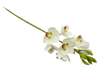 Maža orchidėja Cimbidis